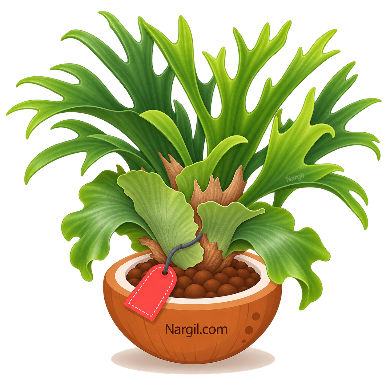 Nargil_Platycerium Bifurcatum